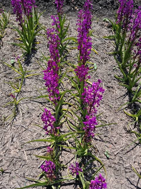  Salep nasıl yetiştirilir Erva Botanik